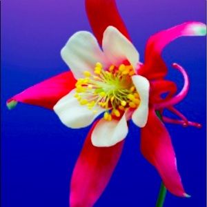 Meet your Posher, Tarsha